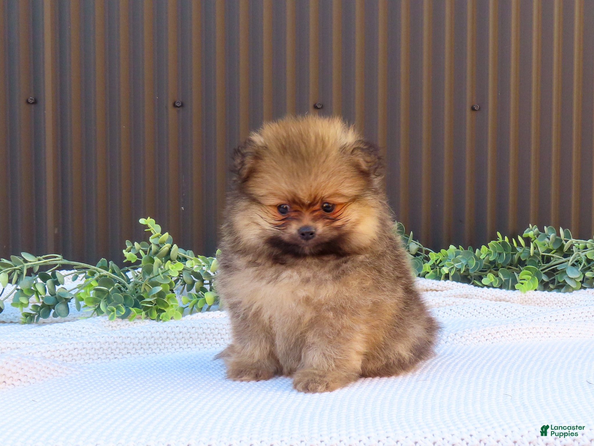 Pomeranian dogs Pepper 🐶 - Ad 1