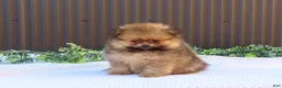 Pomeranian dogs for sale: Pepper 🐶 - Ad 7