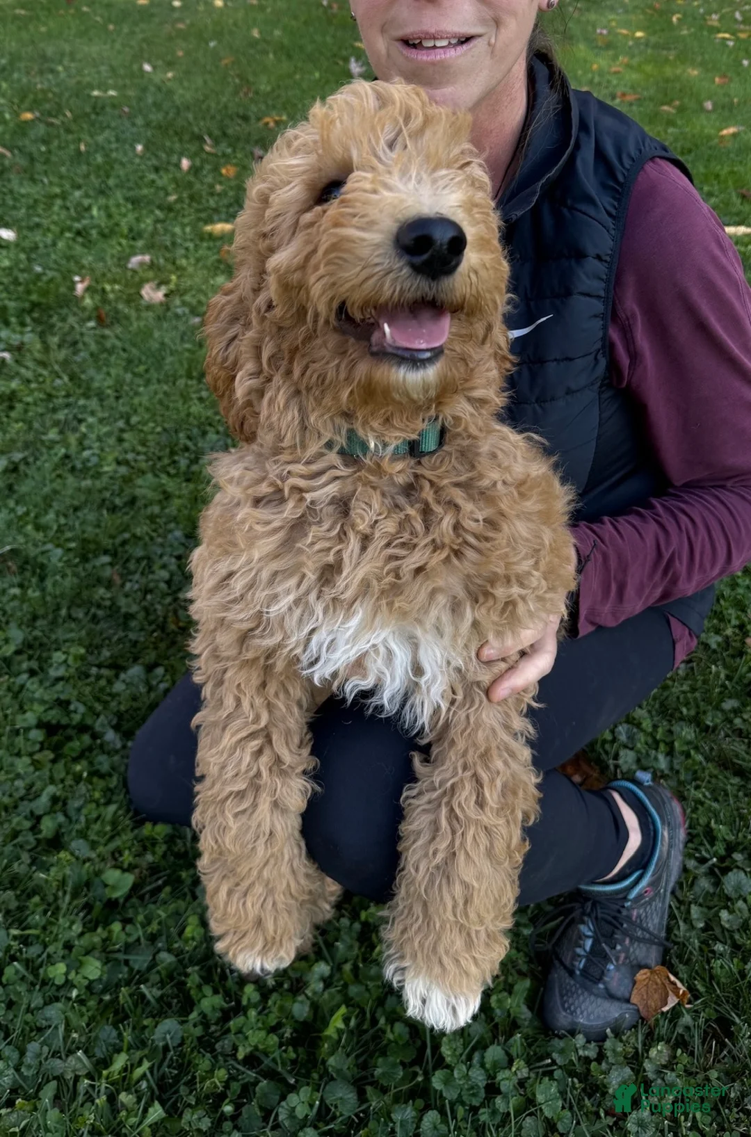 Goldendoodle dogs for sale: Owen von BridleWoof  - Ad 2
