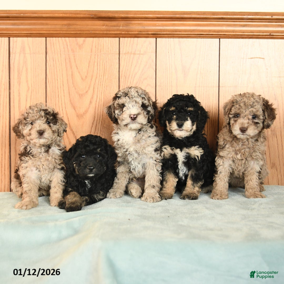 Miniature Poodle dogs for sale: Sasha - Ad 3