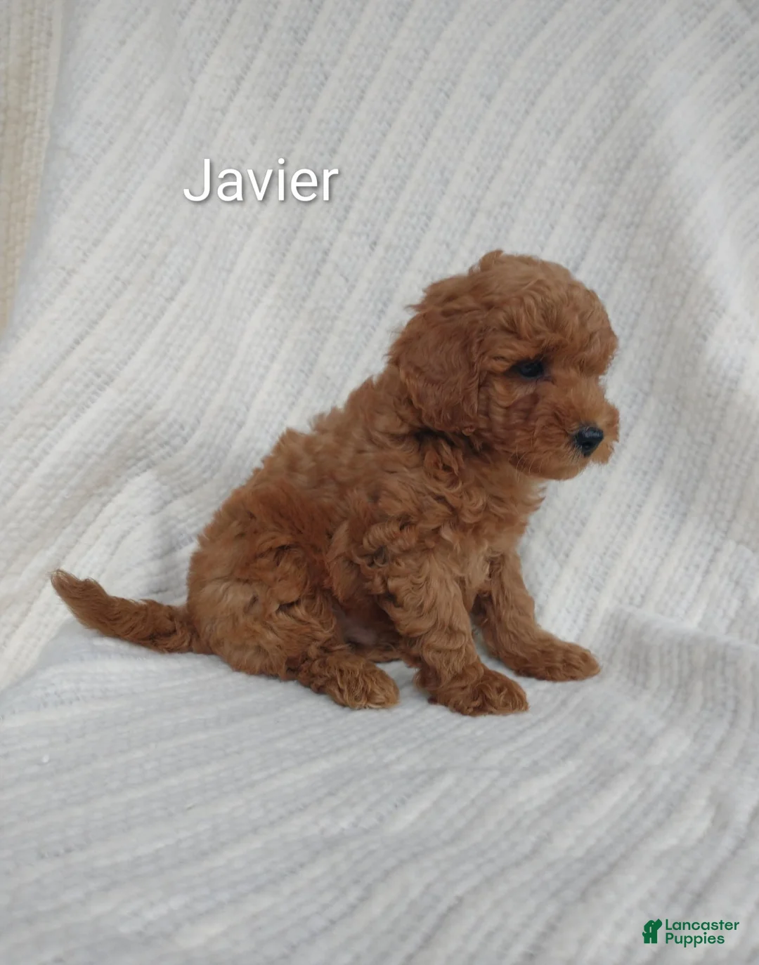 Shihpoo dogs for sale: Javier - Ad 1