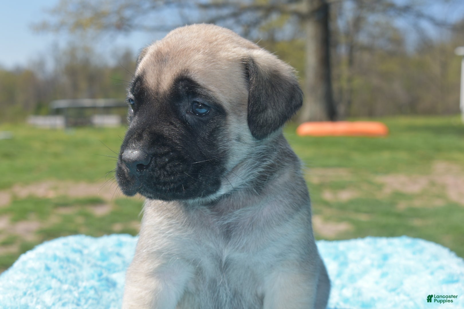 English Mastiff dogs Johnny (Fawn) - Ad 8