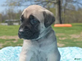 English Mastiff dogs Johnny (Fawn) - Ad 8