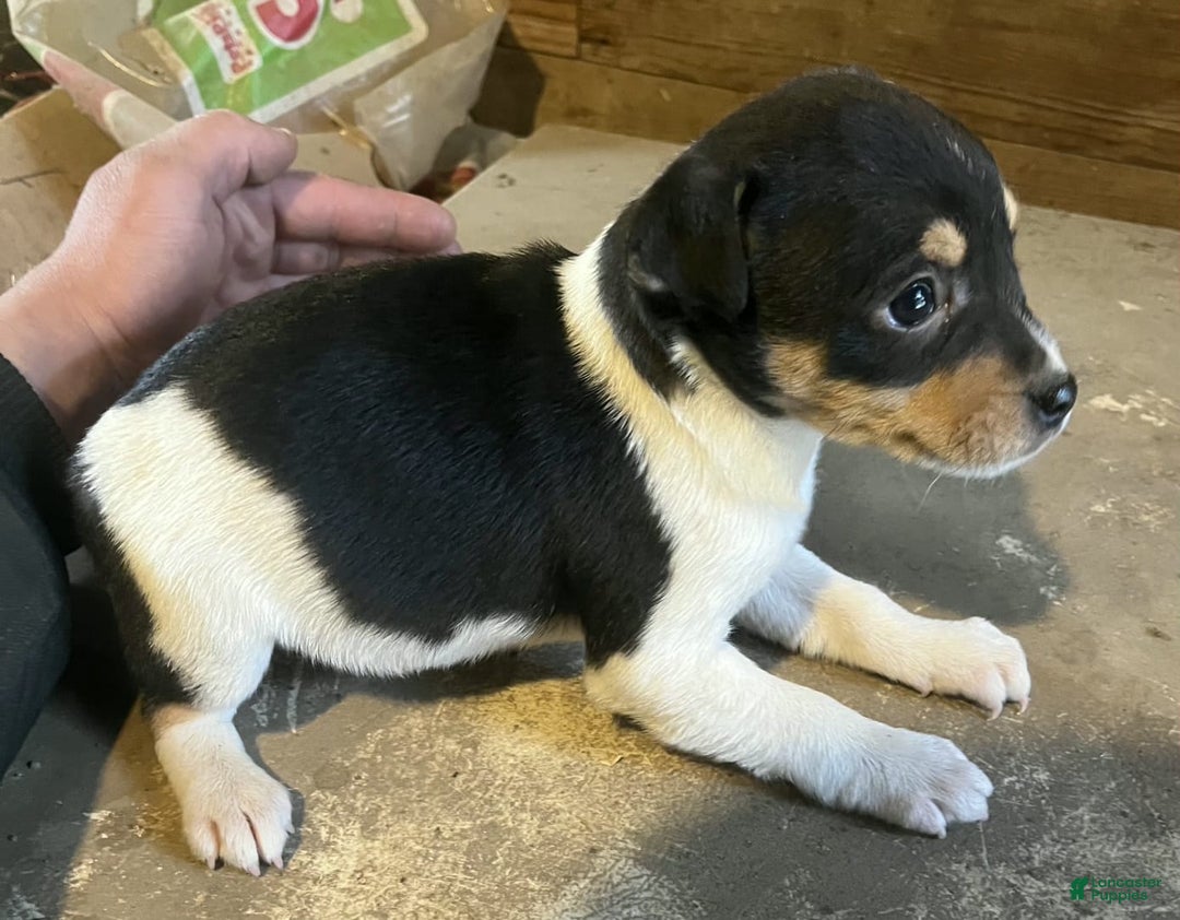 Rat Terrier dogs for sale: Rat Terrier Puppy 1 - Ad 1