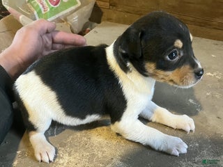 Rat Terrier dogs Rat Terrier Puppy 1 - Ad 17