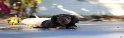 Miniature Dachshund dogs for sale: Frank - Ad 15