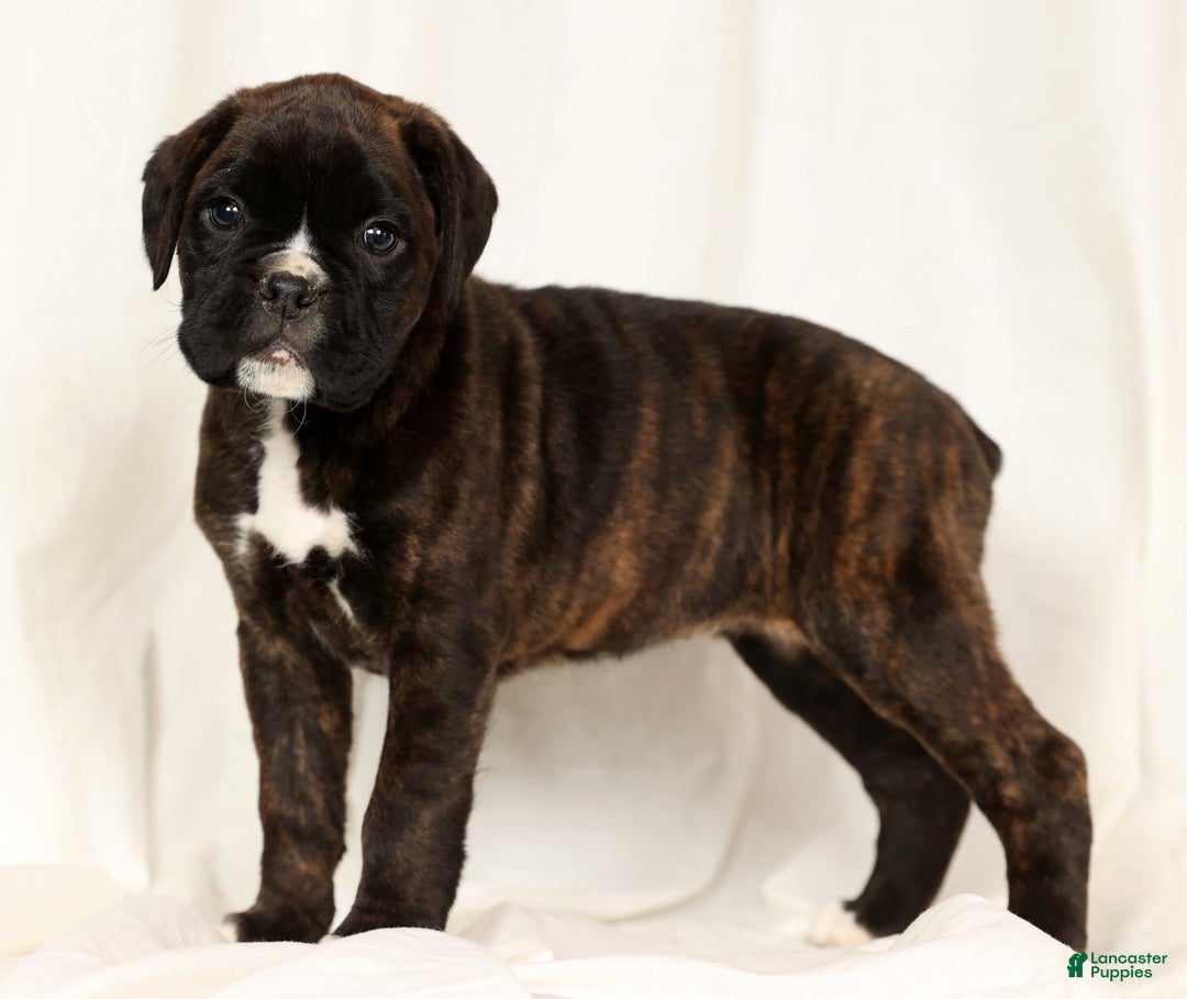 Boxer dogs for sale: Brinley - Ad 4