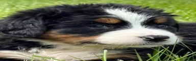  Ms orange Bernese Mountain Dog Puppy 6