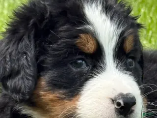 Bernese Mountain Dog dogs Ms orange Bernese Mountain Dog Puppy 6 - Ad 20
