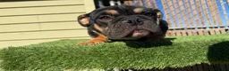English Bulldog dogs for sale: KINGSTON – Black Tan Tri LOVERBOY in LA, CA. USA Delivery Available! - Ad 9