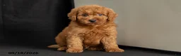 Mini Goldendoodle dogs for sale: Danny - Ad 4