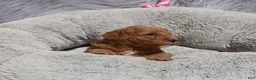 Mini Goldendoodle dogs for sale: Mia 🌷GenClearParents - Ad 5