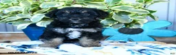 Yorkiepoo dogs for sale: Beetle  - Ad 2