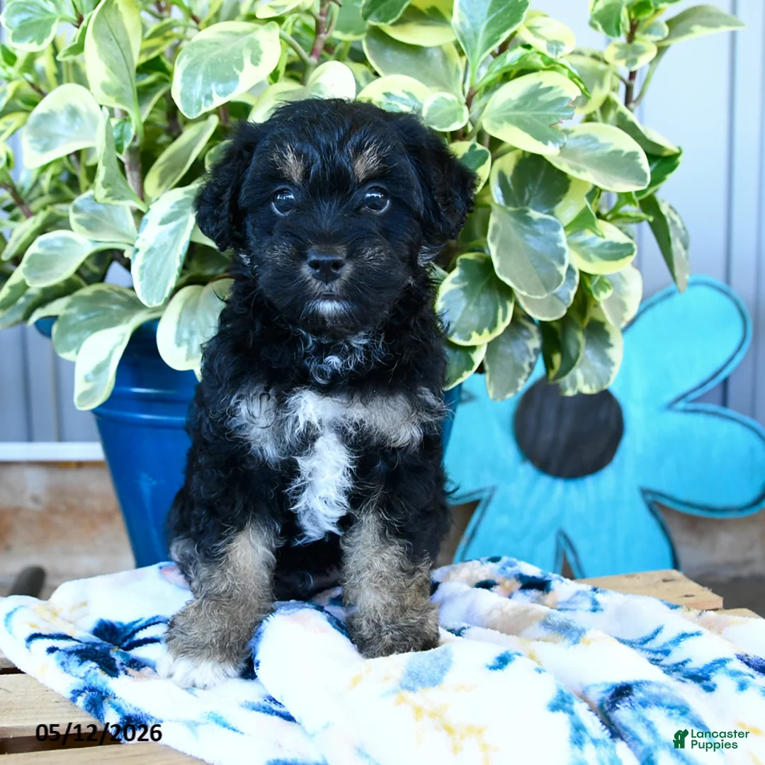 Yorkiepoo dogs for sale: Beetle  - Ad 2