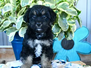 Yorkiepoo dogs for sale: Beetle - Ad 1