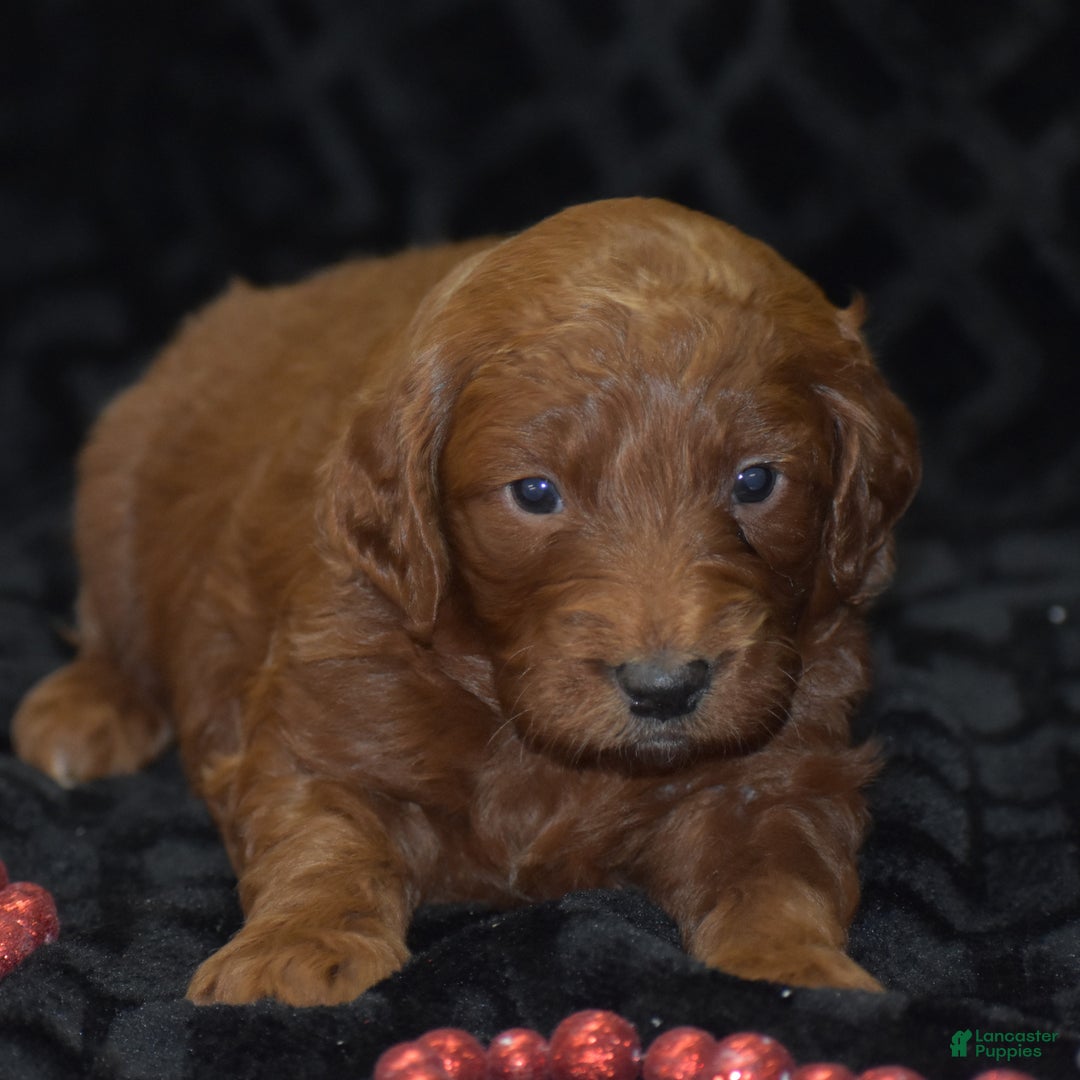 Mini Goldendoodle dogs for sale: Glory - Ad 8