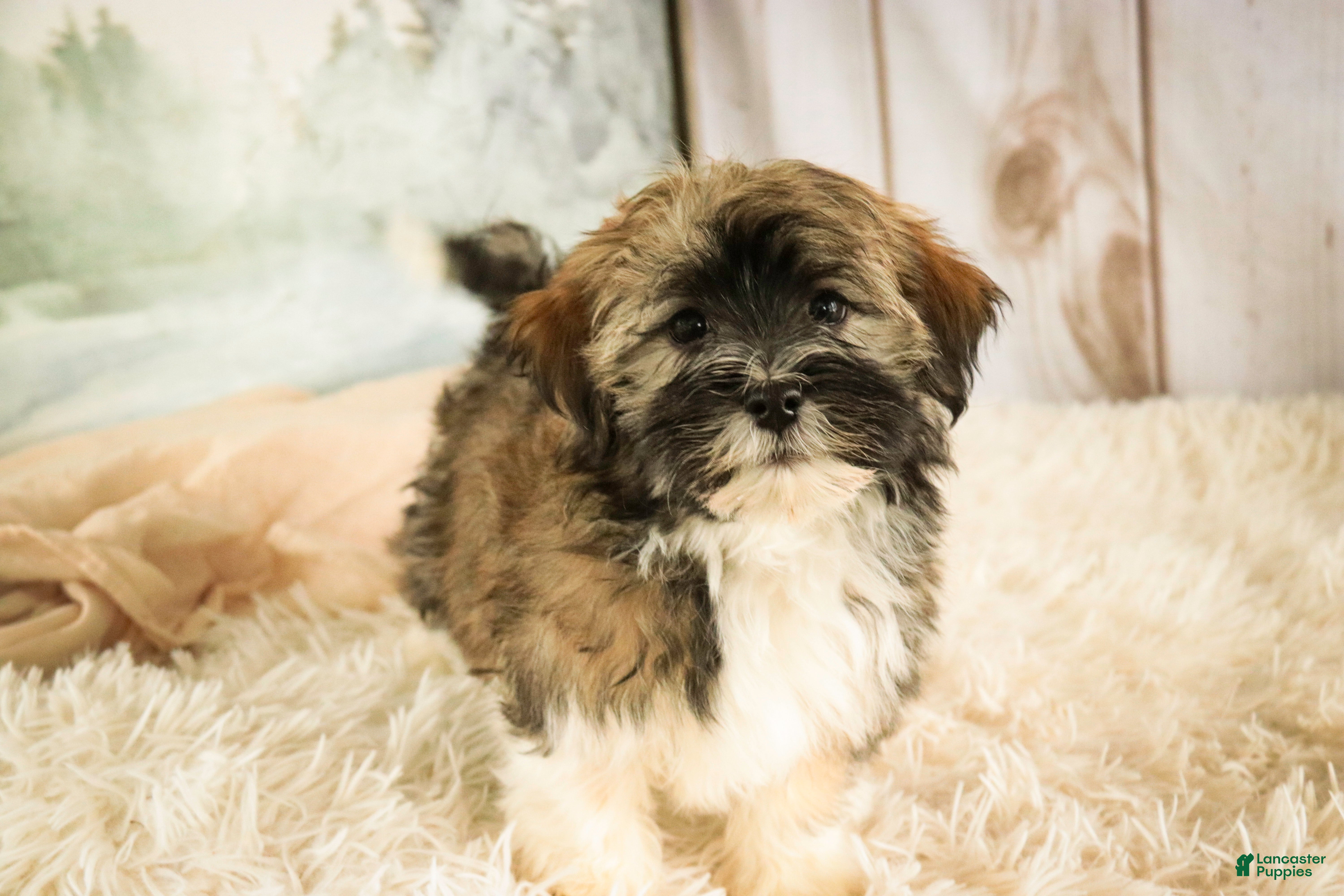 Havanese dogs Rambo - Ad 17
