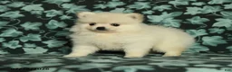 Pomeranian dogs for sale: Darling - Ad 2