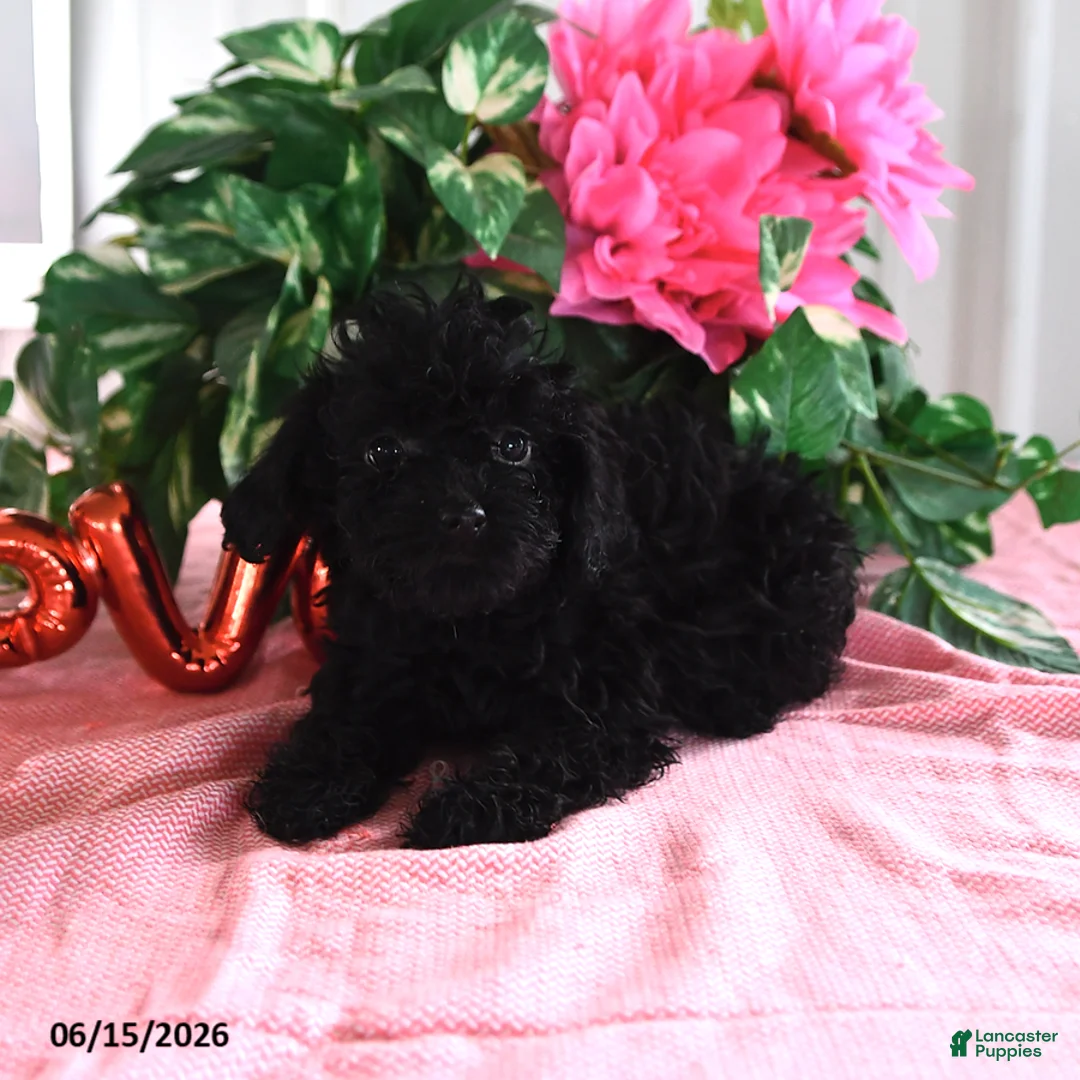 Miniature Poodle dogs for sale: Alice - Ad 1
