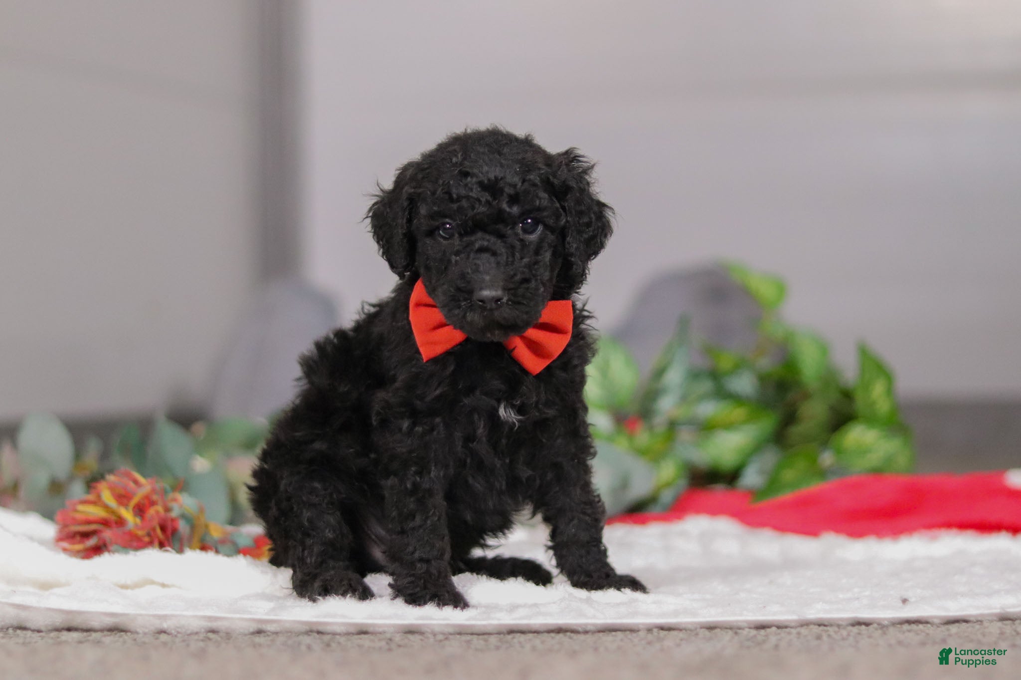 Standard Poodle dogs Noah - Ad 24