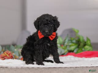 Standard Poodle dogs Noah - Ad 37