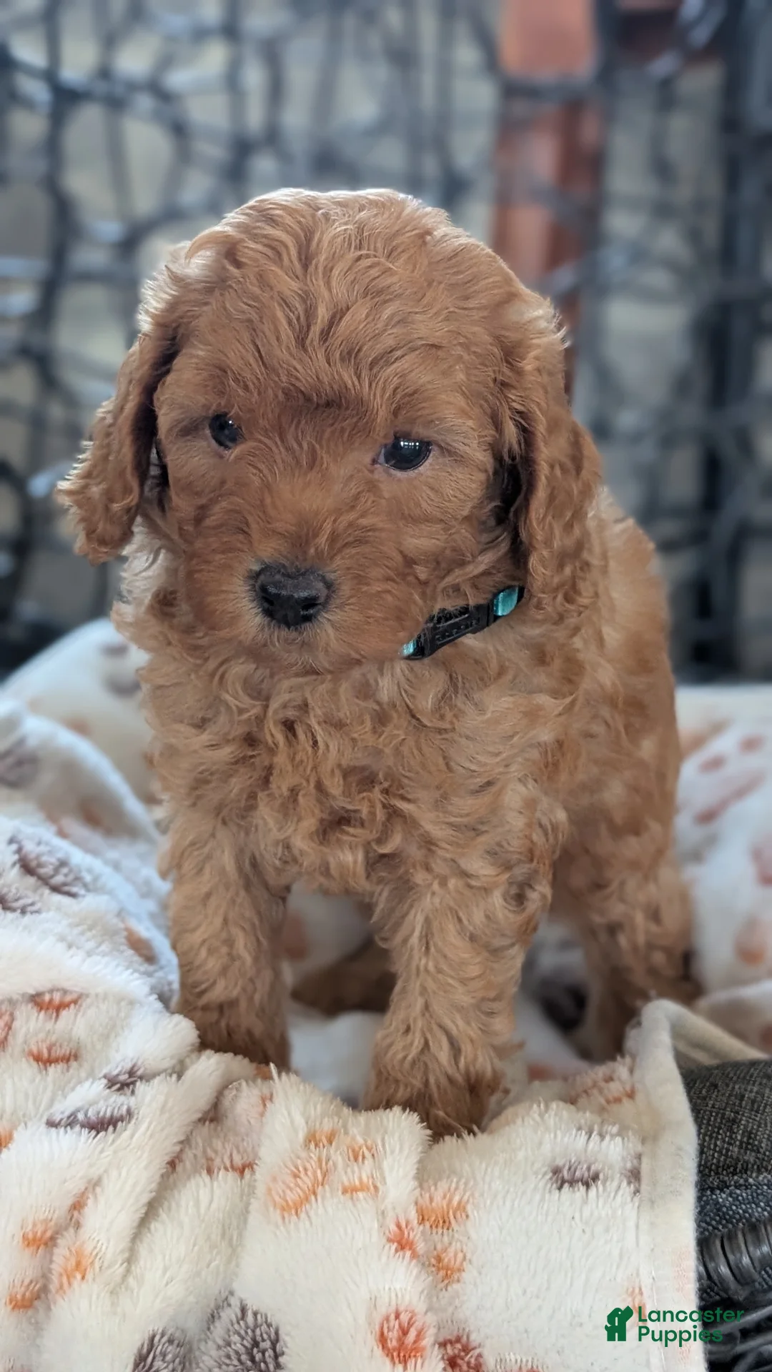 Toy Poodle dogs for sale: Wyman - Ad 2