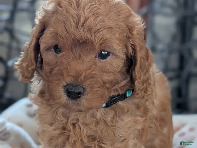 Toy Poodle dogs for sale: Wyman - Ad 2