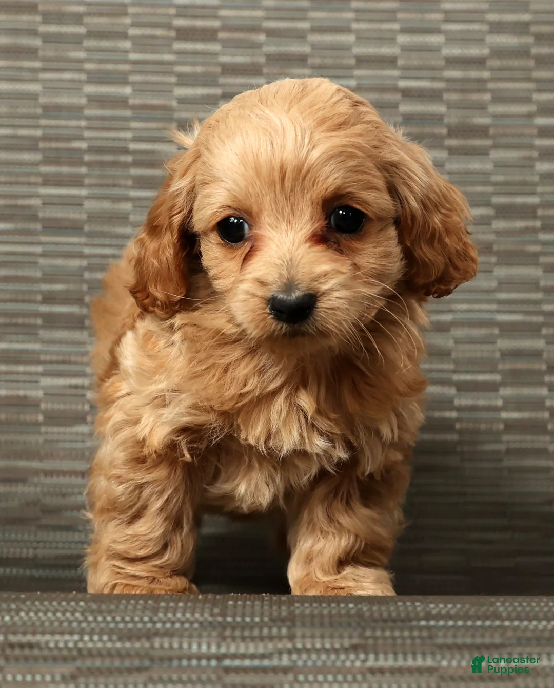 Cockapoo dogs for sale: Heidi - Ad 6