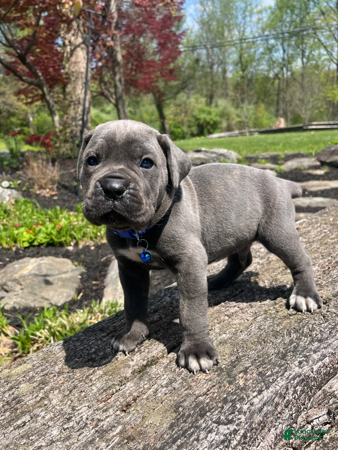 Cane Corso dogs for sale: Rocco  - Ad 1