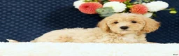 Bichpoo dogs for sale: Elsa - Ad 6