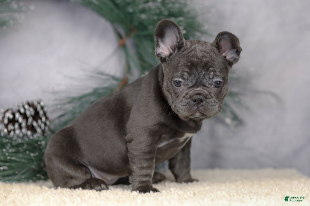 French Bulldog dogs for sale: Cami - Ad 3