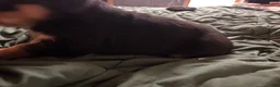 Rottweiler dogs for sale: Rottweiler 2 - Ad 2