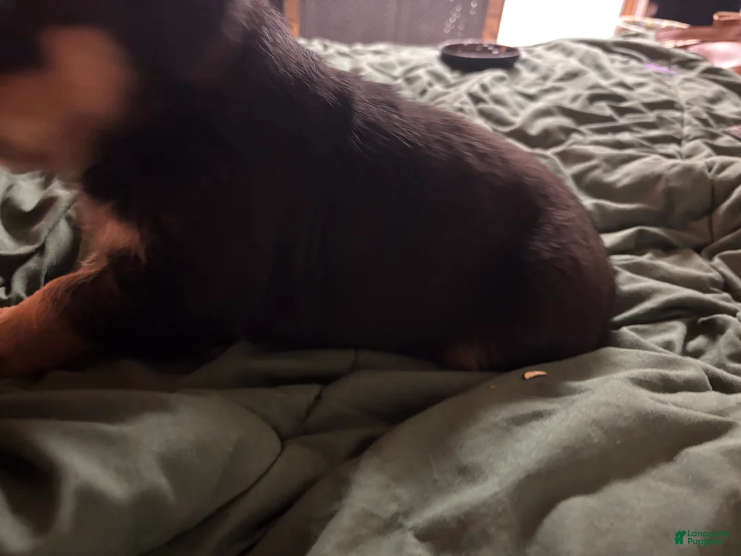 Rottweiler dogs for sale: Rottweiler 2 - Ad 2