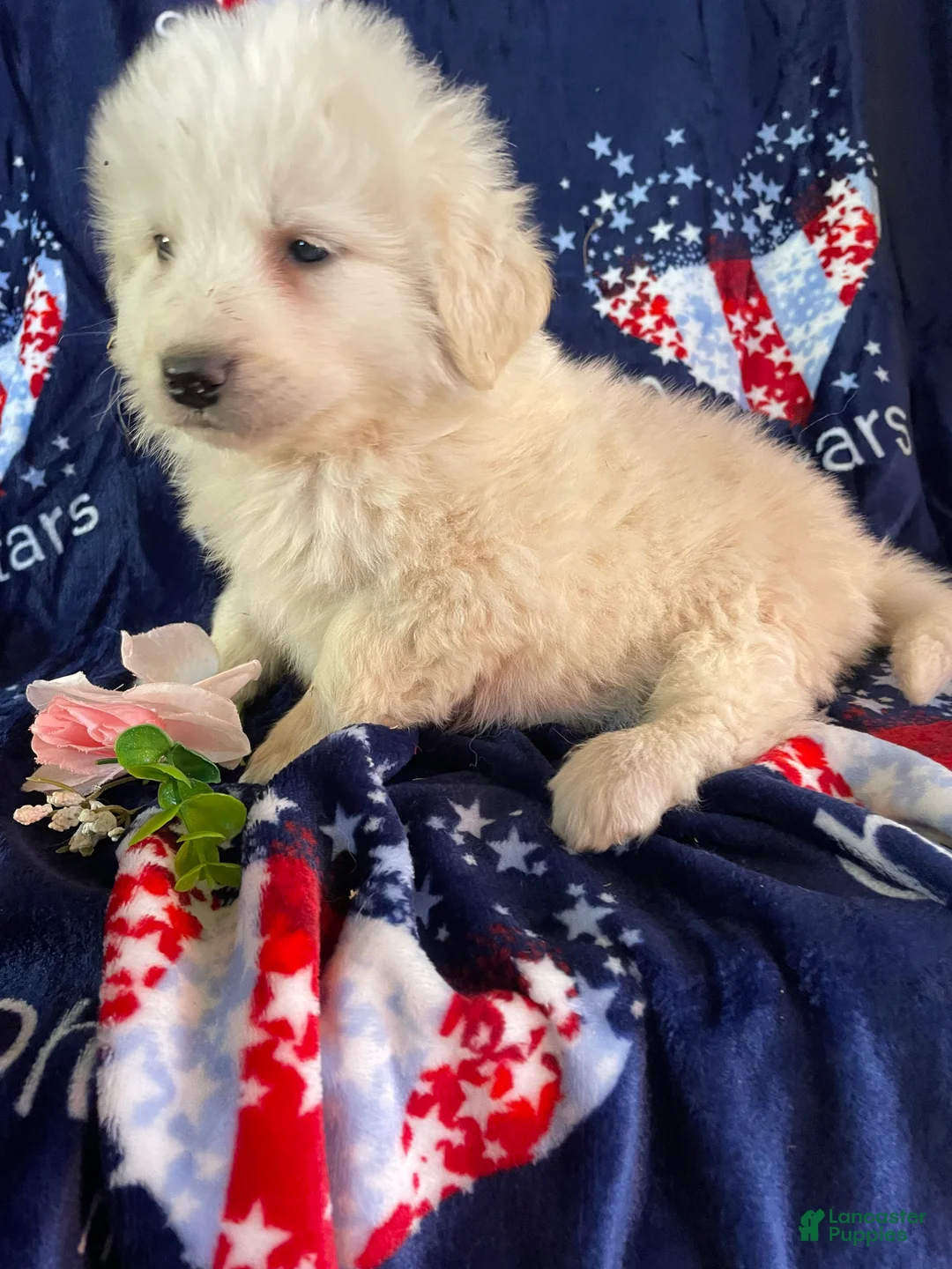 Great Pyrenees dogs for sale: Tank - Ad 4