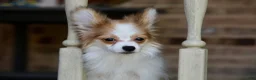 Papillon dogs for sale: Nerf - Ad 9
