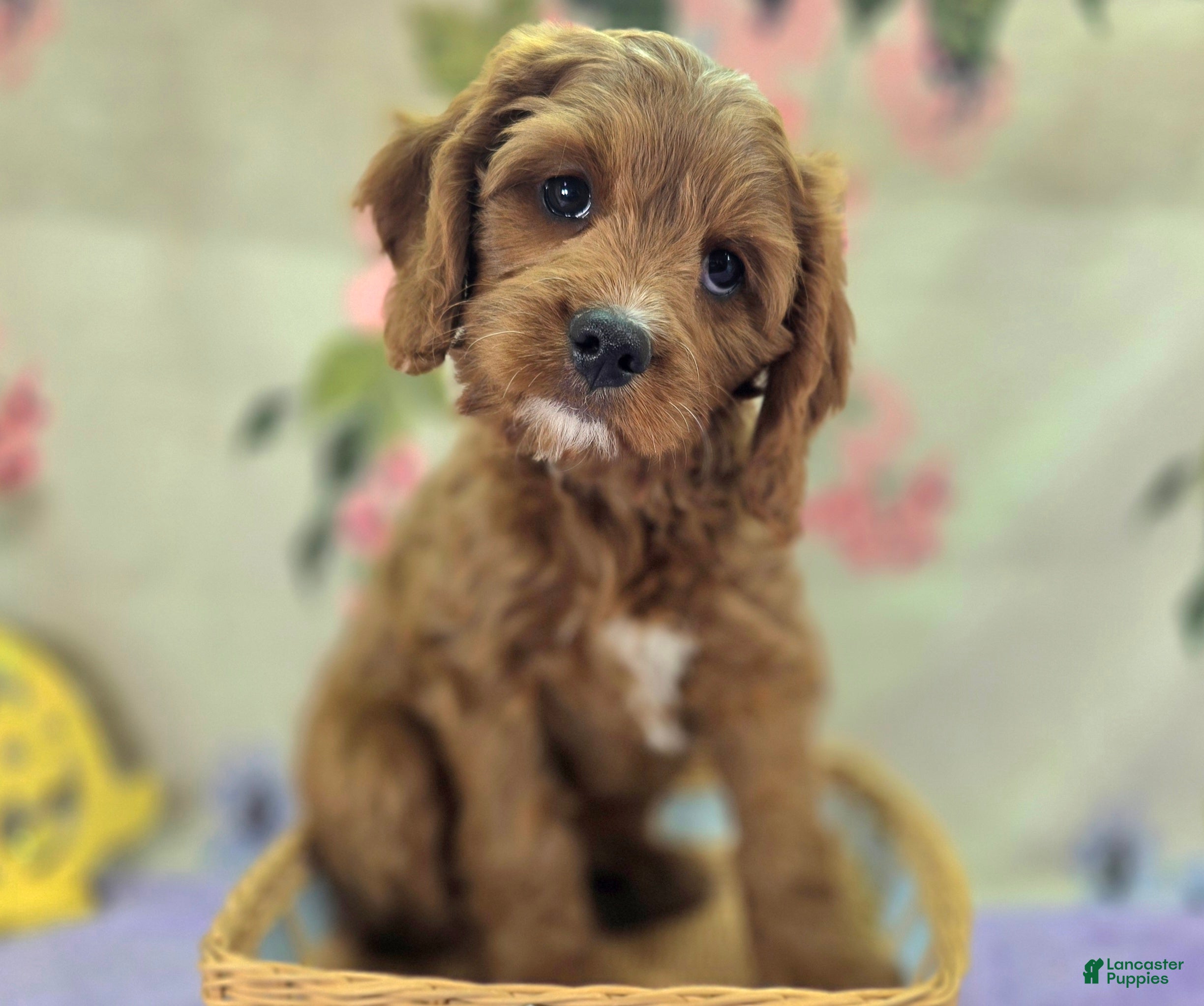 Cavapoo dogs Iceberg - Ad 9