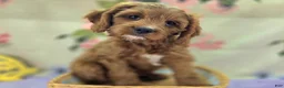 Cavapoo dogs for sale: Glacier - Ad 50