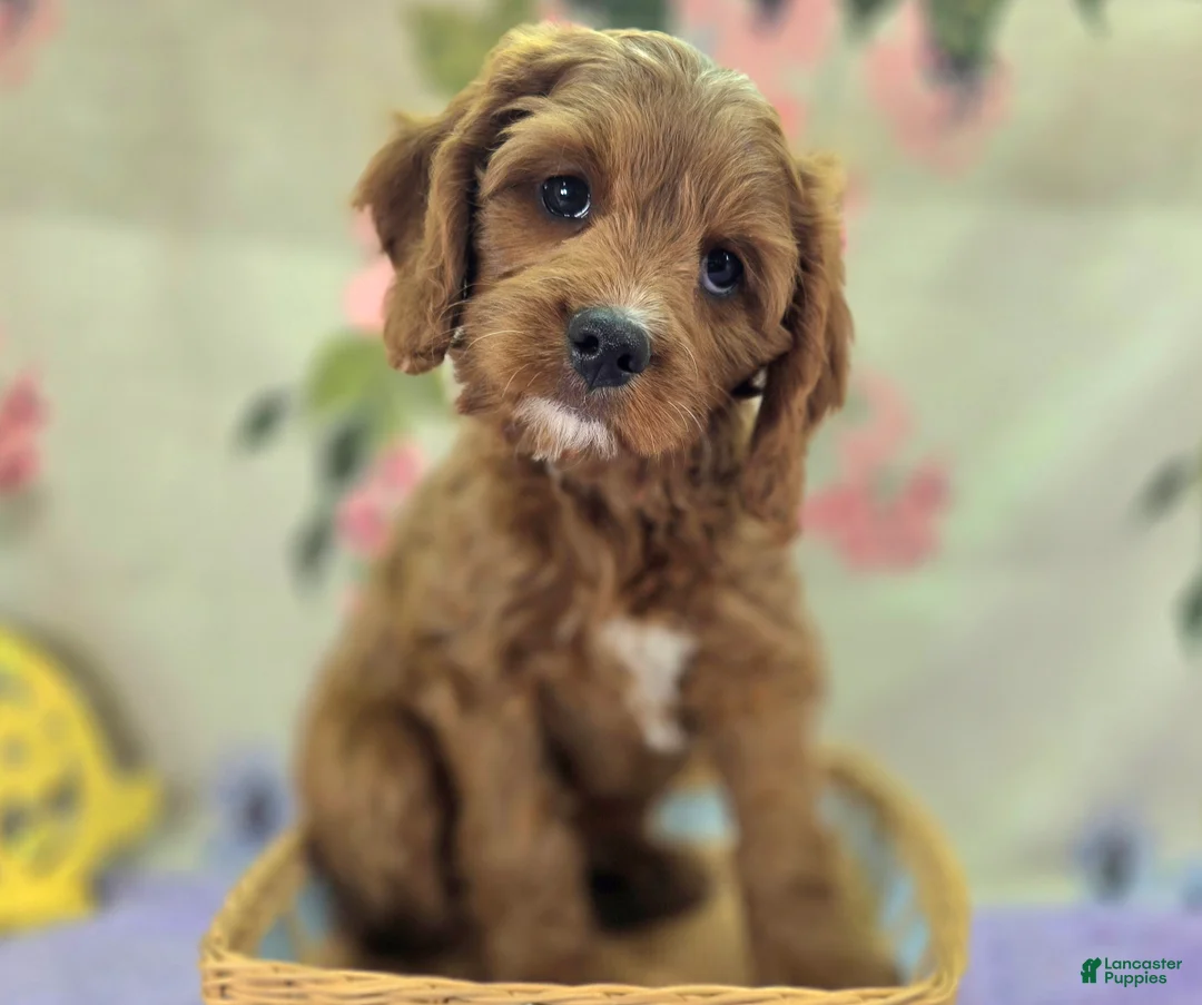 Cavapoo dogs for sale: Glacier - Ad 50