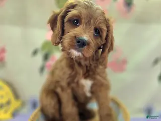 Cavapoo dogs Iceberg - Ad 7