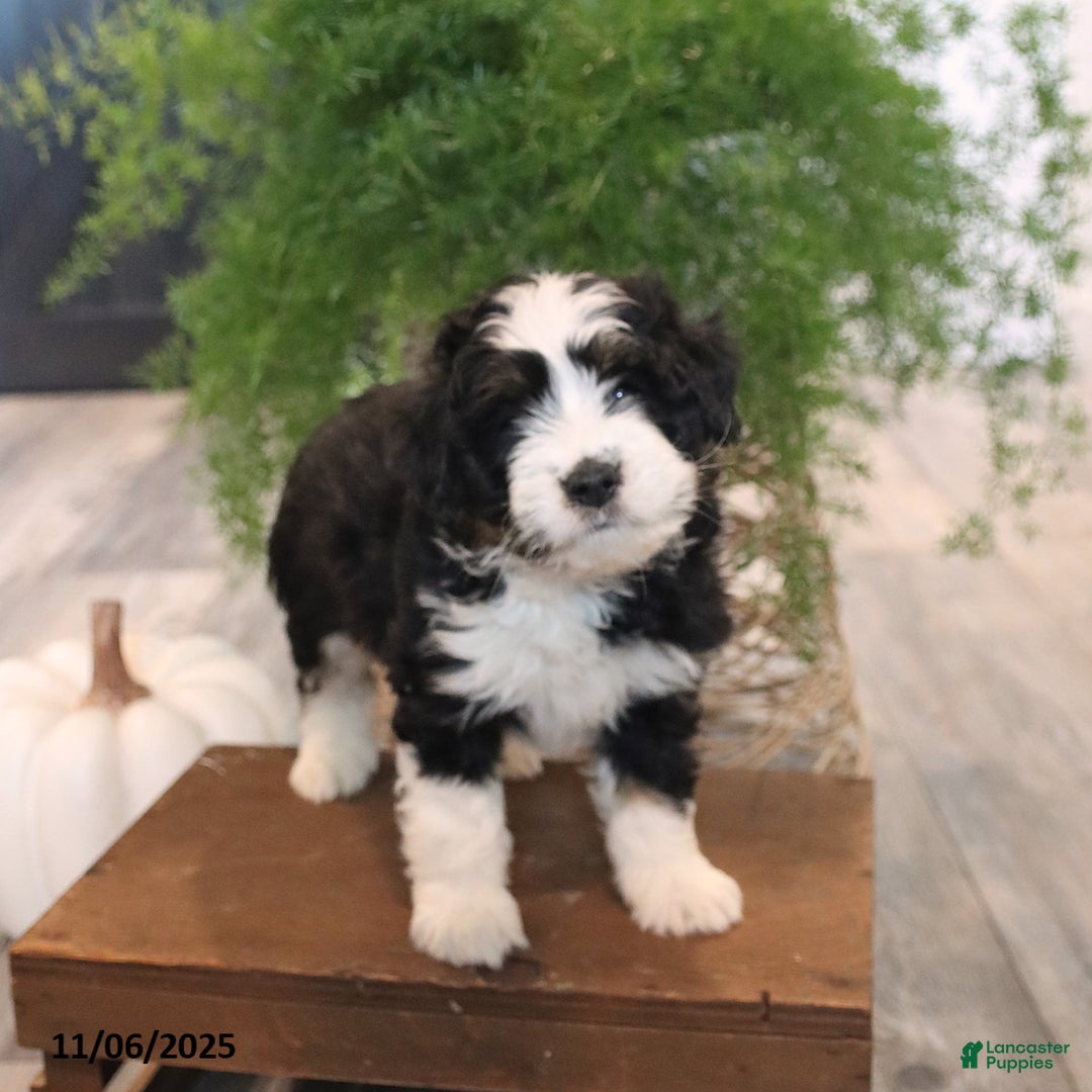 Mini Bernedoodle dogs for sale: Sugar - Ad 4