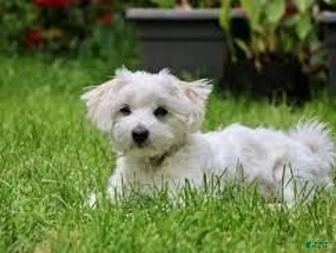 Morkie dogs for sale: Mandie - Ad 4