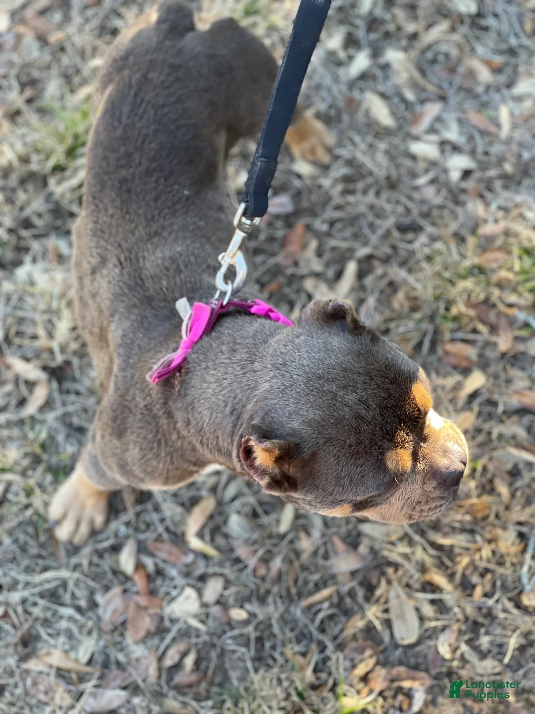 American Bully dogs for sale: American Bully Puppy 1 - Ad 2