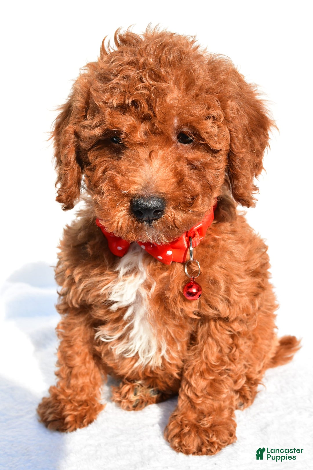 Miniature Poodle dogs for sale: Odell - Ad 7
