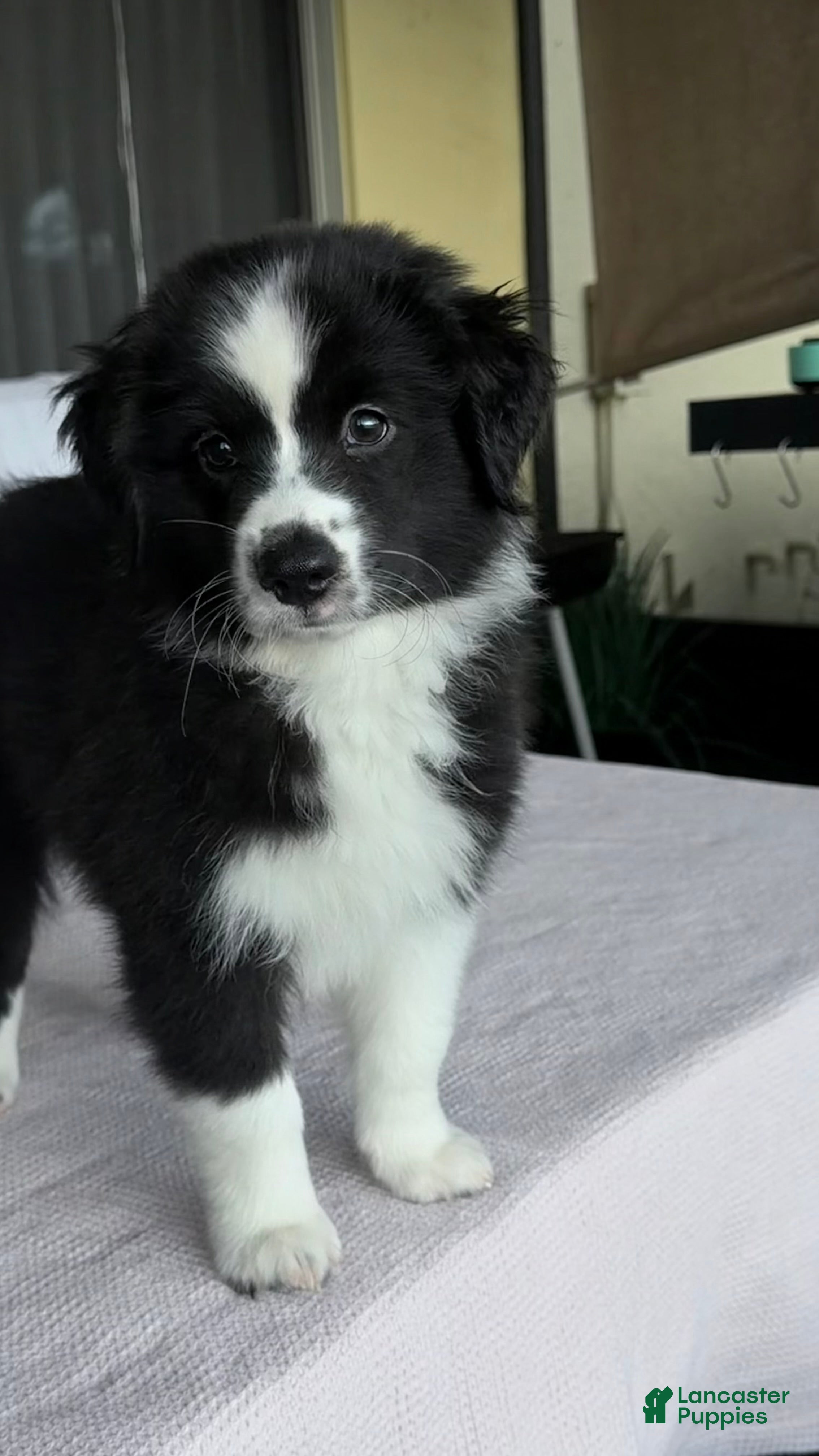 Australian Shepherd dogs Mini Australian Shepherd 2 - Ad 2