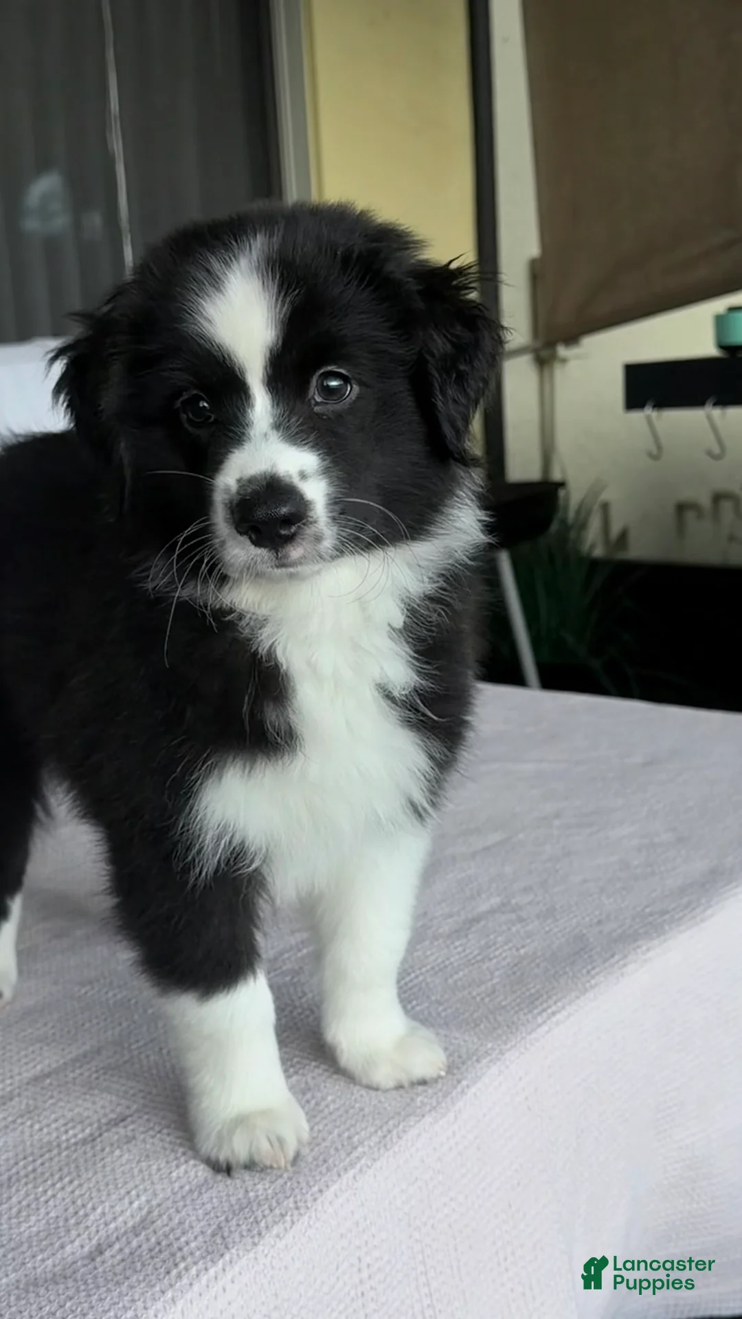 Australian Shepherd dogs for sale: Mini Australian Shepherd 2 - Ad 1