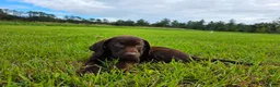 Labrador Retriever dogs for sale: Fiona - Ad 5