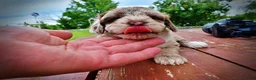 Havapoo dogs for sale: Star - Ad 14