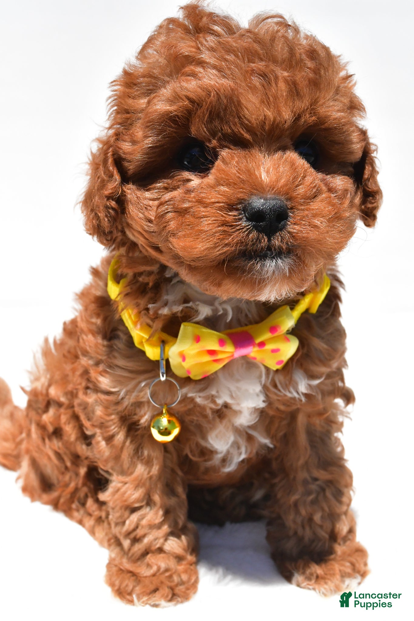 Cavapoo dogs Sparky f1b - Ad 2