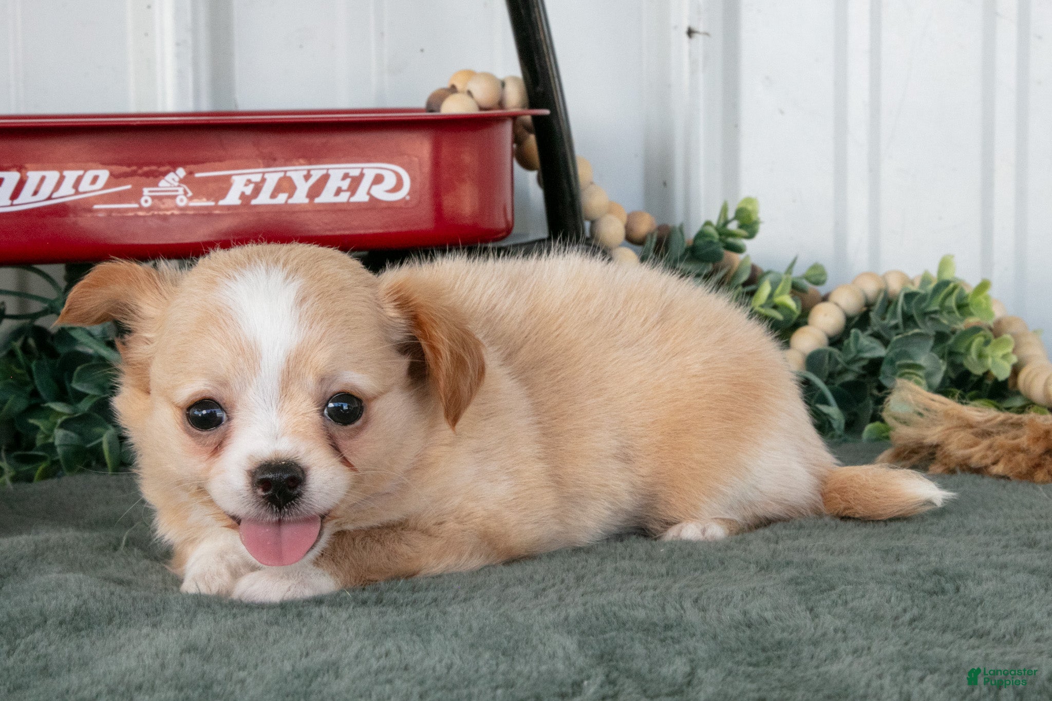 Chihuahua dogs Luna - Ad 2