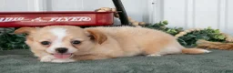 Chihuahua dogs for sale: Luna - Ad 2